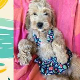 $950 Jane - Cream Goldendoodle puppy in Salem, Oregon from Capital Doodles