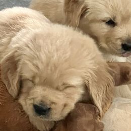 Golden Retrievers from Seaside Goldens