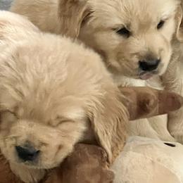 Golden Retrievers from Seaside Goldens