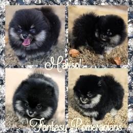Marisol - Black and tan female Pomeranian puppy in Anna, Texas from Fantasy Pomeranians & Fantasy Aussies