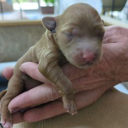Coralie - Red  female Goldendoodle puppy in Street, Maryland from Rocks & Roses Doodles