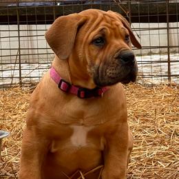 ORANGE - Red female Boerboel puppy in Pennsylvania from Cold River Boerboels