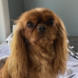Pixie  - Cavalier King Charles Spaniel