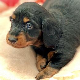 Dachshund Puppies from EntityDachs