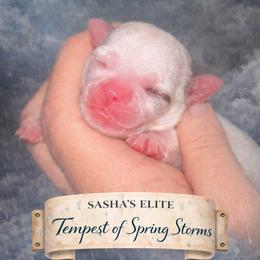 Tempest - Black sabled fawn male Chihuahua puppy in New Castle, Delaware from Sasha’s Elite Kennel LLC