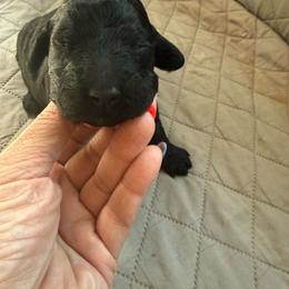 Ricky - Black male Goldendoodle puppy in Lexington, North Carolina from Southern Grace Acres
