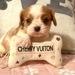 Hyacinth - Blenheim female Cavalier King Charles Spaniel puppy in Conway, Missouri from Jordan  Harrison