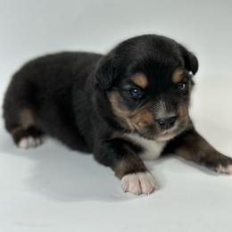 Gunnar - Black tri male Miniature Australian Shepherd puppy in Luling, Texas from Little Wood Toy and Mini Aussies