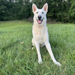 Boy 1 - German Shepherd puppy in Higbee, Missouri from Kyon Kennel LLC