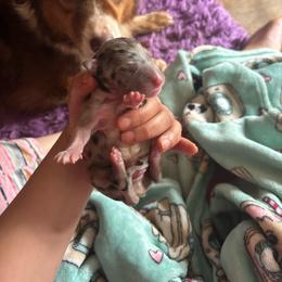 Tamatoa - Blue merle male Australian Shepherd puppy in Chaplin, Connecticut from Mystic Moon