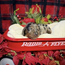 Prancer - Dapple female Dachshund puppy in Colbert, Georgia from Southern Drawl Dachshunds