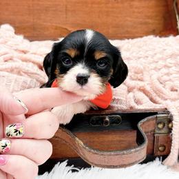 Chief - Tri-color male Cavalier King Charles Spaniel puppy in North Carolina from NC Doodle Puppies