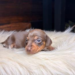 Meadow - Chocolate and tan female Dachshund puppy in Washburn, Tennessee from Clinch Mountain Dachshunds