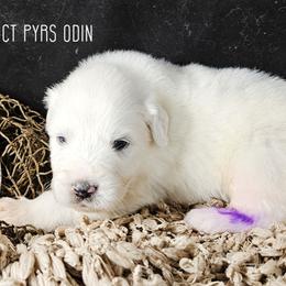ODIN - White male Great Pyrenees puppy in Trinidad, Colorado from Prospect Pyrenees