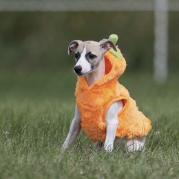 Girl 7 - White and fawn female Whippet puppy in Chatfield, Minnesota from Devlynn Whippets