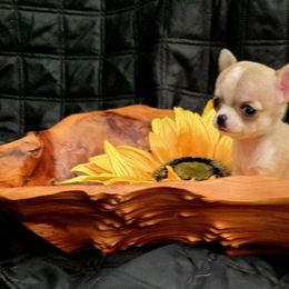 Athena - Fawn and white female Chihuahua puppy in Monterey County, California from Dei’s Chihuahuas