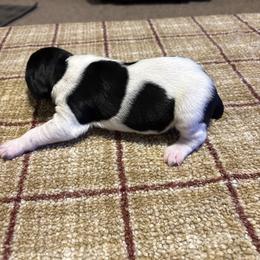 Female - Black and white female German Shorthaired Pointer puppy in Wadena, Minnesota from Helmbrecht GSP's