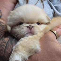 Rufus - Biscuit male Pekingese puppy in Winchester, Virginia from Posh Pekingese