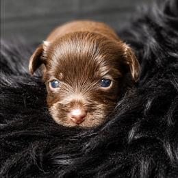 Linus - Liver male Yorkshire Terrier puppy in Vancouver, Washington from Yorkastle Kennels