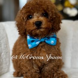 Sam - Apricot male Maltipoo puppy in Hesperia, California from McCraws N Paws