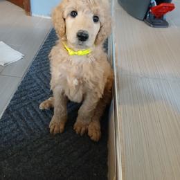 Yellow - Apricot female Poodle puppy in Big Rapids, Michigan from Meeker's Ridge Standard Poodles