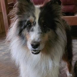 Shimmer - Shetland Sheepdog