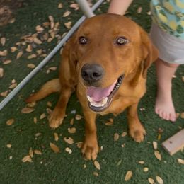 Marmalade - Labrador Retriever