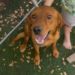 Marmalade - Labrador Retriever