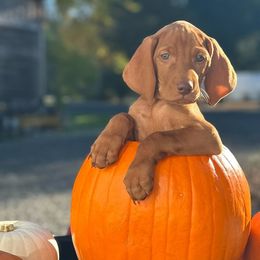 KODA (Orange) - Golden rust Vizsla puppy in Port Angeles, Washington from Baldy Ridge Farm