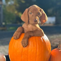 KODA (Orange) - Golden rust Vizsla puppy in Port Angeles, Washington from Baldy Ridge Farm