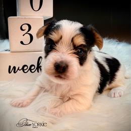 Parti' boy - Parti male Yorkshire Terrier puppy in Machesney Park, Illinois from Three Yorkie Family