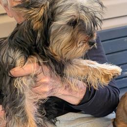 Carlee - Black and tan female Yorkshire Terrier puppy in Elizabethtown, Kentucky from Teeny Tiny Puppy Tails