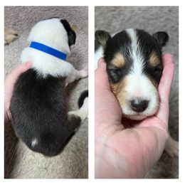 Collie Puppies from Cold Mountain Collies