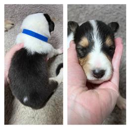 Collie Puppies from Cold Mountain Collies