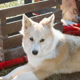 Nenet Herding Laika and Yakutian Laika Puppies from Mystic Winds Kennel