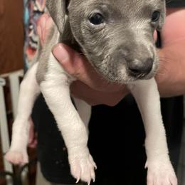 Boy 1 - White and seal male Italian Greyhound puppy in Winfield, Kansas from F&M Italian Greyhounds