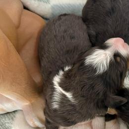 Baylor - Blue merle male Bernedoodle puppy in Moulton, Iowa from Shondel Puppy Paws
