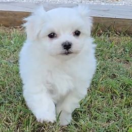 Ollie - White male Maltese puppy in Aurora, Missouri from KnJ Precious Paws LLC