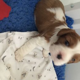 Cavalier King Charles Spaniel Puppies from Sherri Driskell's Cavalier King Charles Spaniels
