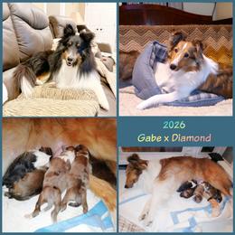 Shetland Sheepdog puppies from Fancypants Shetland Sheepdogs