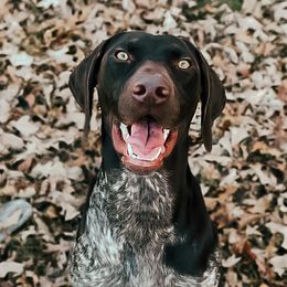 Birdie - German Shorthaired Pointer
