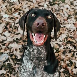 Birdie - German Shorthaired Pointer