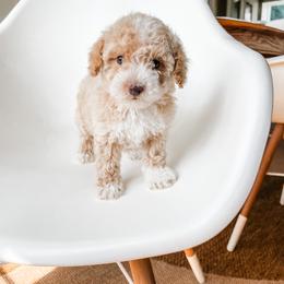 Poodle Puppies from Miniature Poodle Stud and Pups