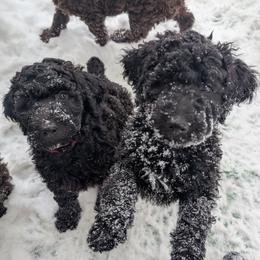 Australian Labradoodle puppies from Pawlite Best Friends