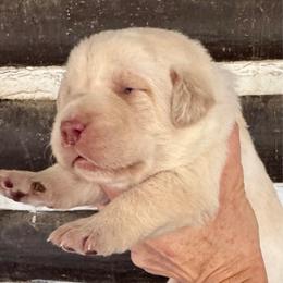 Girl 1 - Yellow female Labrador Retriever puppy in Sullivan, Missouri from O’Dell Labs