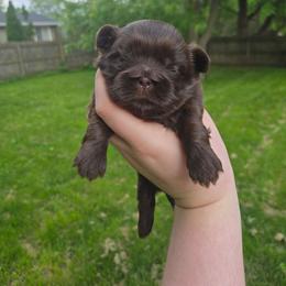 Lavender - Chocolate female Shih Tzu puppy in Normal, Illinois from Happy Shih Tzu Homes