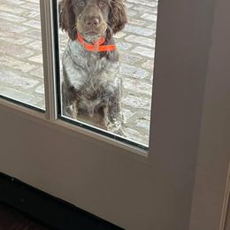 English Springer Spaniel Puppies from Sweet Southern Spaniels
