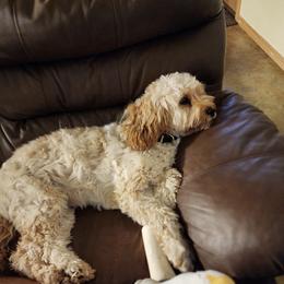 Cavapoo, Cockapoo, Goldendoodle, and Maltipoo Puppies from Perdue Puppies