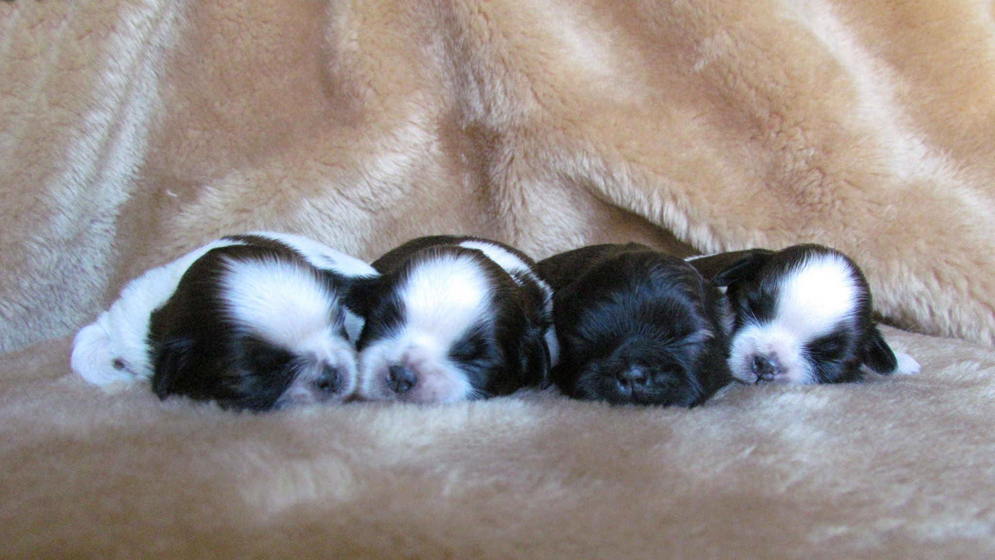 Black velvet hot sale shih tzu