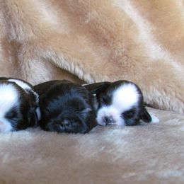 Shih Tzu Puppies from Black Velvet Shih Tzu